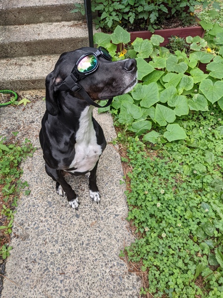 Entry image for Dean Dog. Clicking this image will show a larger photo