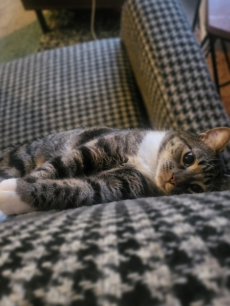 Entry image for Mac. Clicking this image will show a larger photo