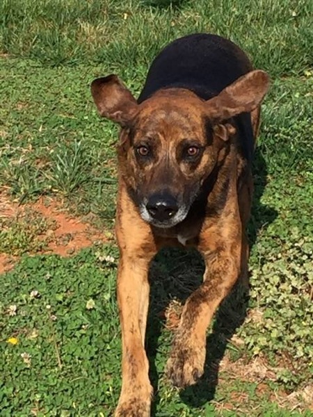 Entry image for Trooper. Clicking this image will show a larger photo