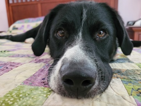 Entry image for Quincy. Clicking this image will show a larger photo