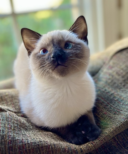 Entry image for Gatsby (sir Gatsby McGillicuddy PoopNscratch . Clicking this image will show a larger photo