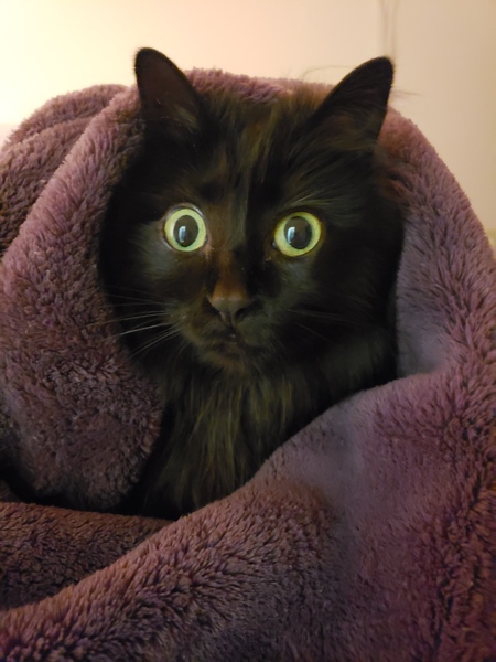 Entry image for Voodoo. Clicking this image will show a larger photo