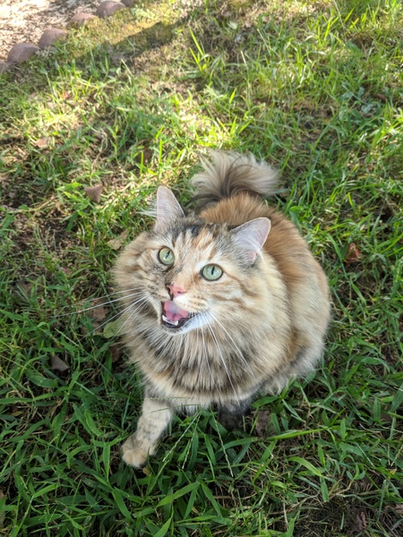 Entry image for Taffeta. Clicking this image will show a larger photo