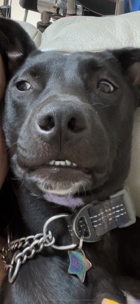 Entry image for Taffy. Clicking this image will show a larger photo