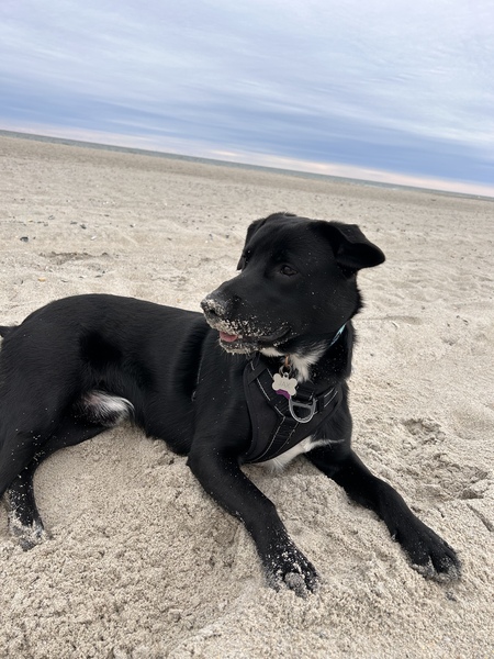 Entry image for Jax. Clicking this image will show a larger photo