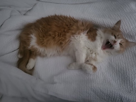 Entry image for Chiki. Clicking this image will show a larger photo