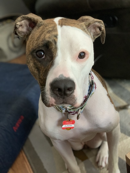 Entry image for Aurora. Clicking this image will show a larger photo