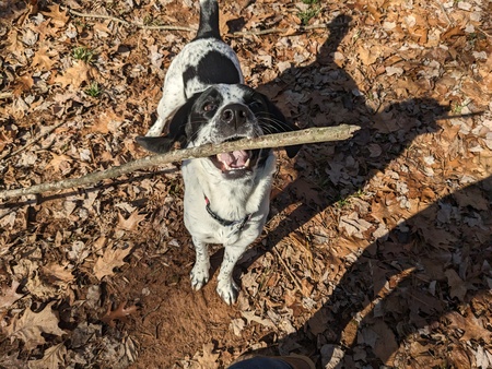 Entry image for Auri. Clicking this image will show a larger photo