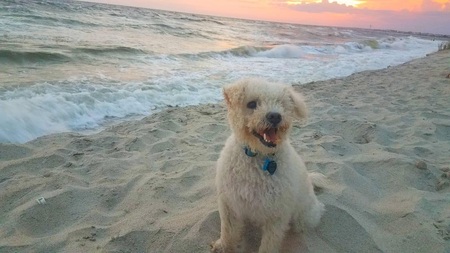 Entry image for Milo. Clicking this image will show a larger photo