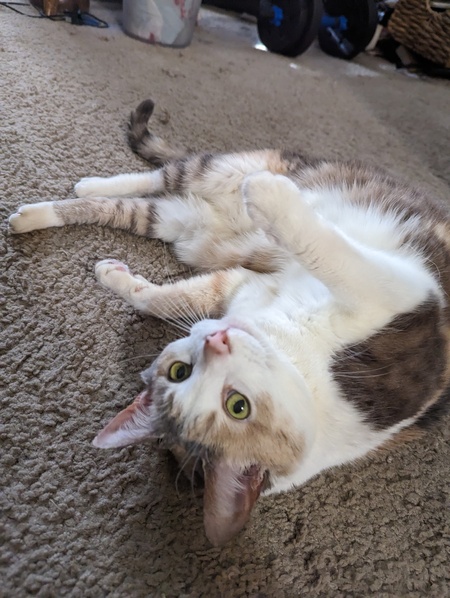 Entry image for Susie. Clicking this image will show a larger photo