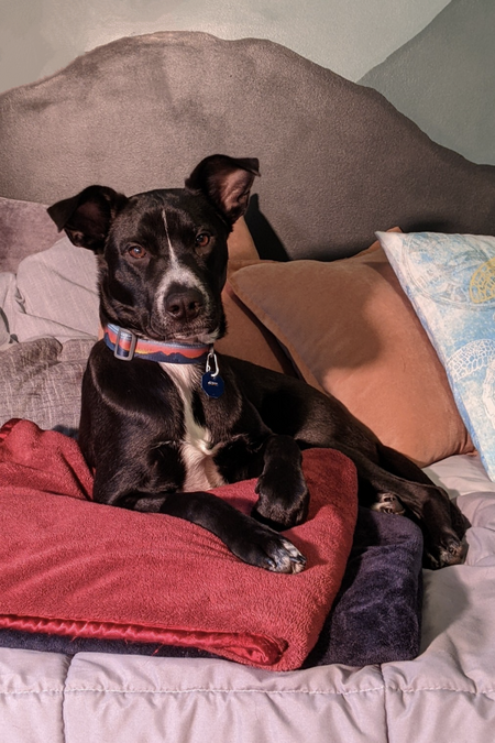 Entry image for Rowan. Clicking this image will show a larger photo