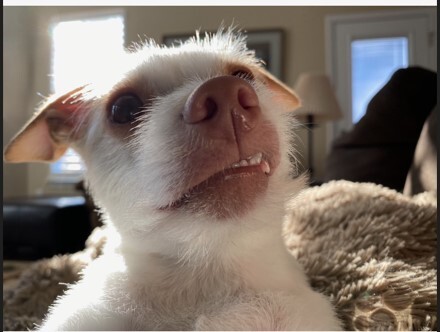 Entry image for Luna. Clicking this image will show a larger photo