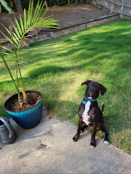 Entry image for Loki . Clicking this image will show a larger photo