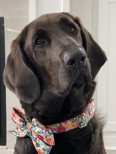 Orla