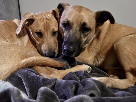Hoku and Haru