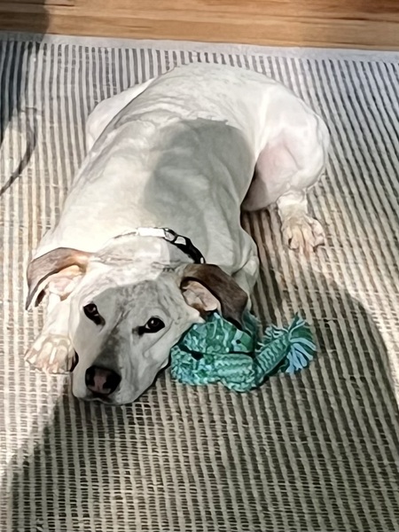 Finn
