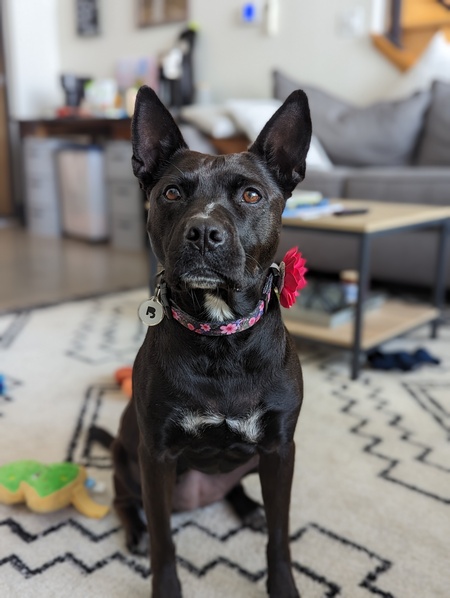 Juniper