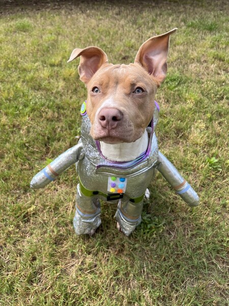 Buzz Lightears 