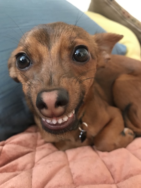 Cocoa