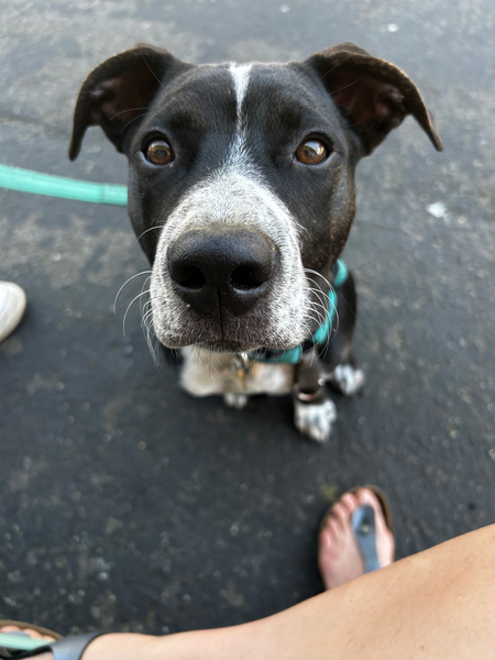 Porter