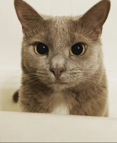 Lila