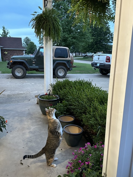 Kitty
