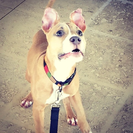 Phoebe