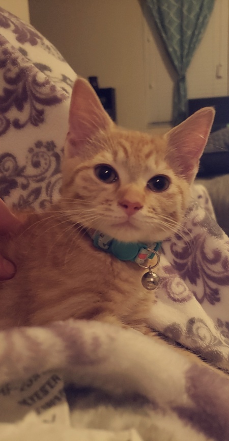 Mochi
