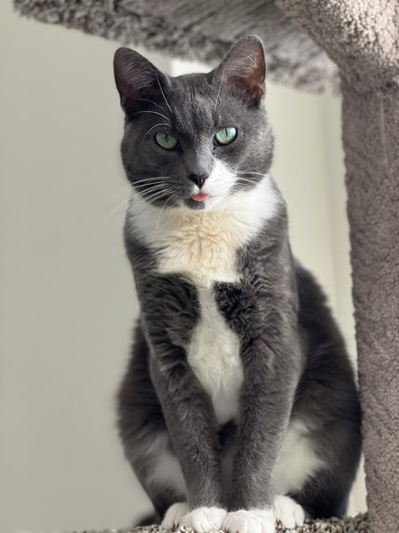 Yoshi