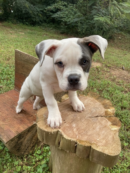 Juniper 