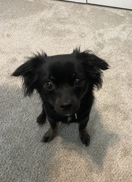 Kylo
