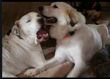 LuLu and Nolan