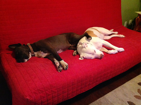 Eli (brown) and Piglet (white)