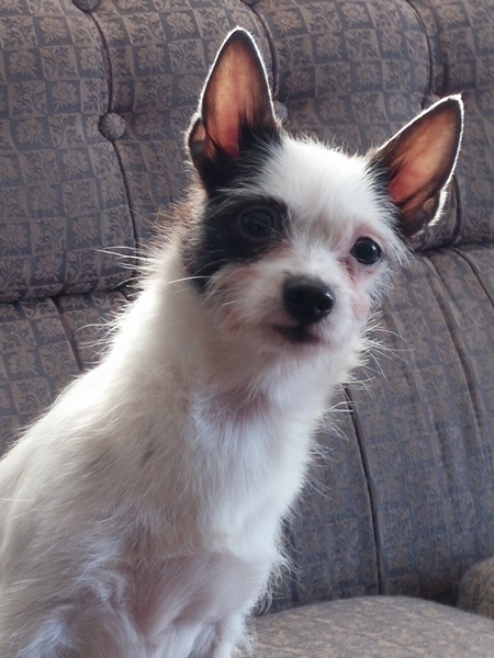 Peanut