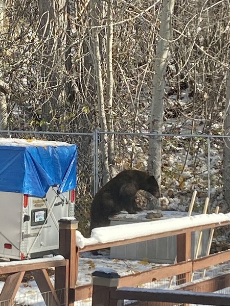 Black bear in the yard