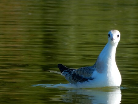 Inquisitive Bird