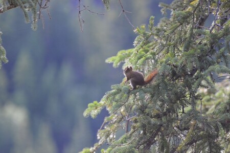 Chipmunk looking out at the lake