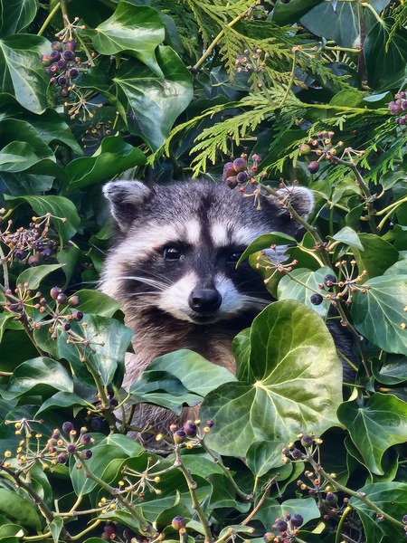 Back Yard Bandit 