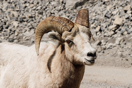 Big Horn Sheep Smiles