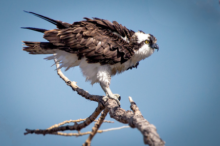 Ruffled Feathers 