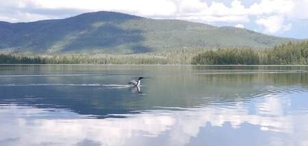 Loon in the water