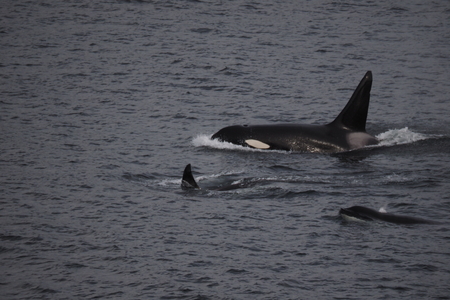 Orca Family 