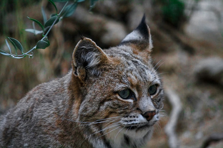 A Bobcat’s Closeup