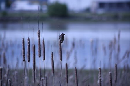 Tranquil Waterside Moment 