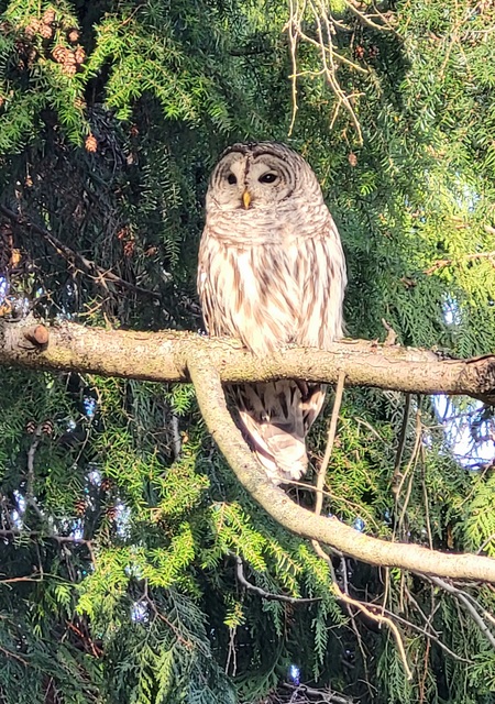 Neighbourhood Visitor