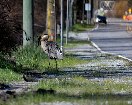 The Heron and The Frog