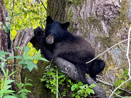 Afternoon nap