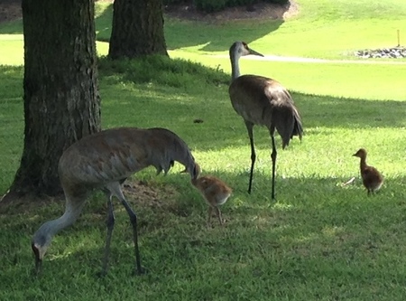 Blue Heron Pair with Chicks