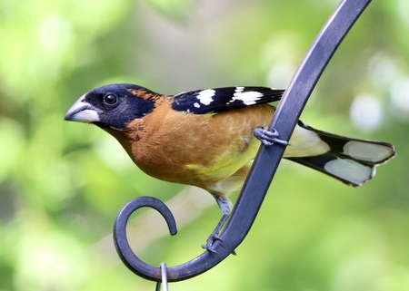 Grosbeak