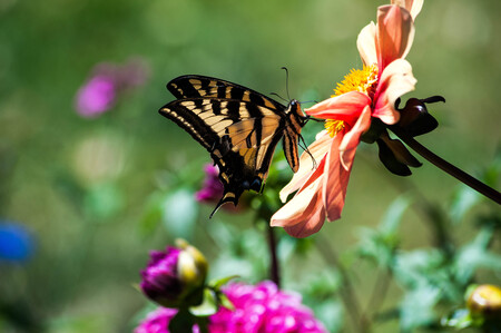 Swallowtail on Dahlia 